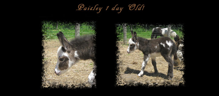 Critter Haven Farm Miniature Donkeys
